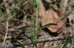 Looseflower waterwillow